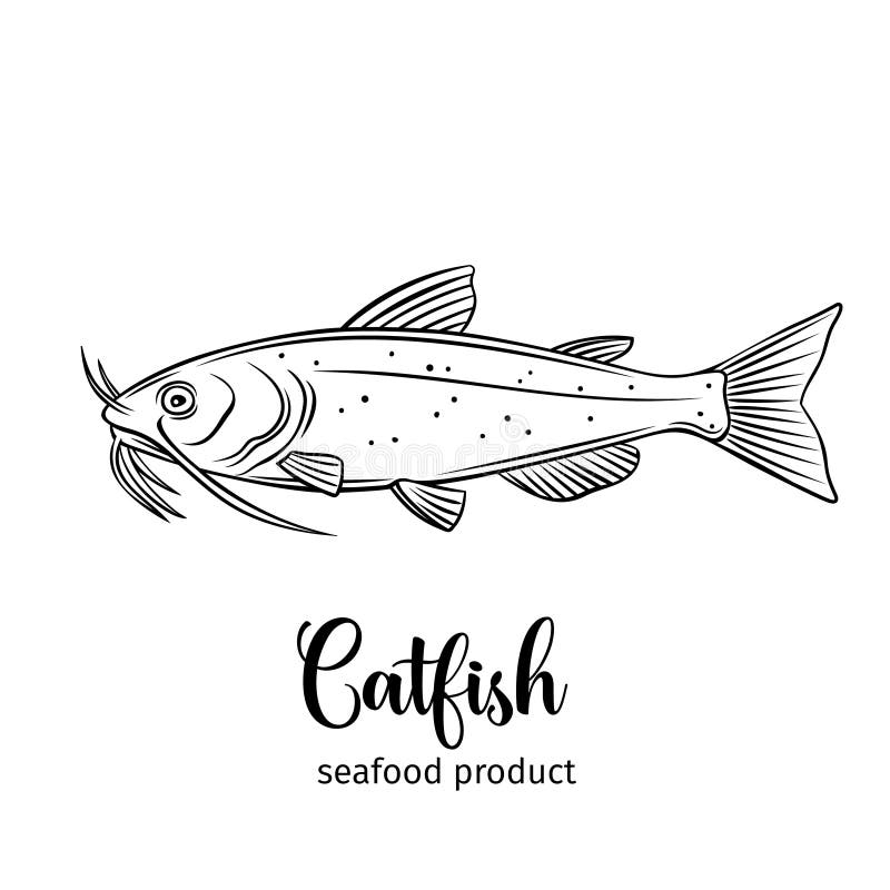 Catfish Vector Line Drawing Stock Illustrations 694 Catfish Vector Line Drawing Stock Illustrations Vectors U0026 Clipart Dreamstime
