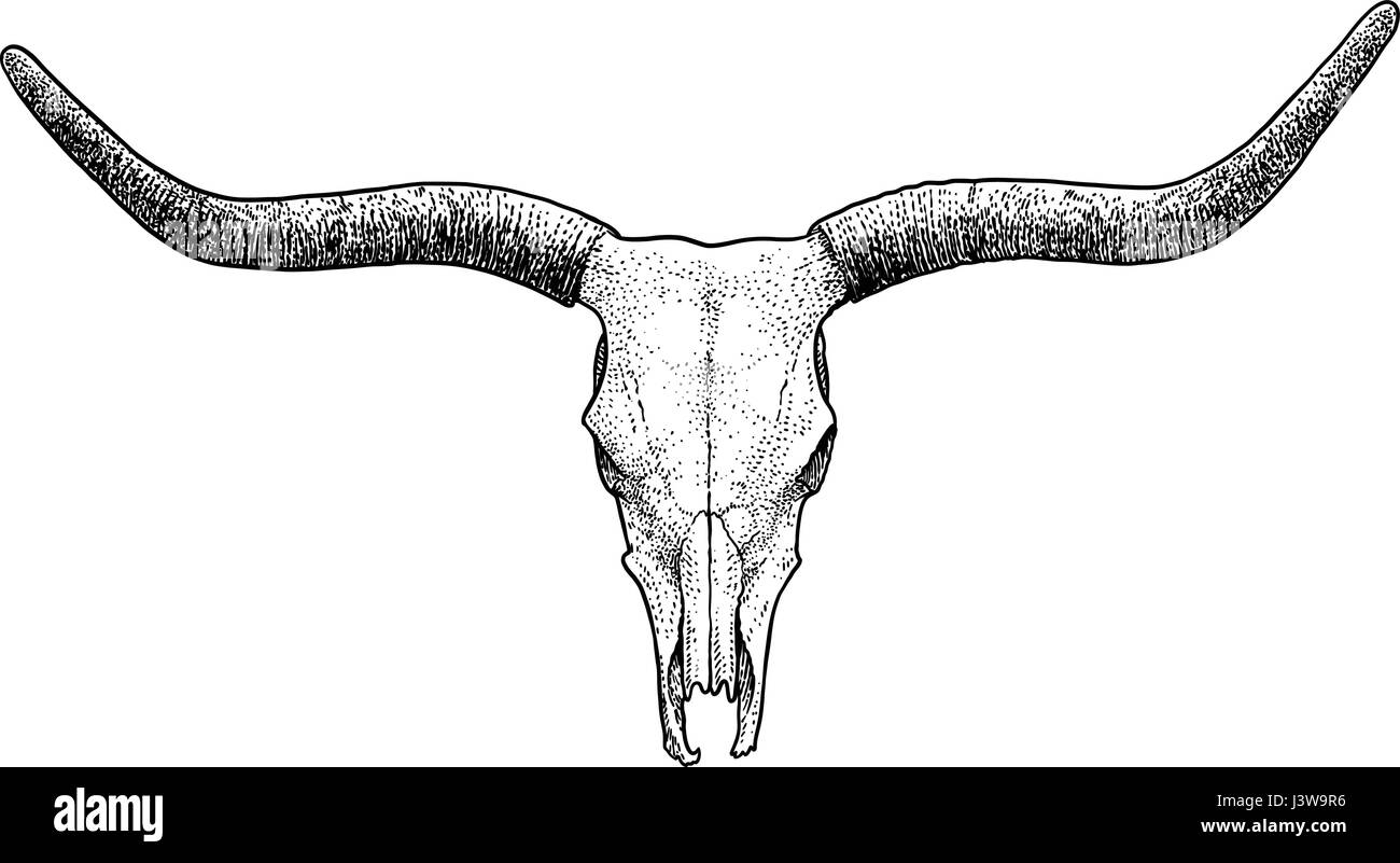 Cattle Skull Drawing Hi res Stock Photography And Images Alamy