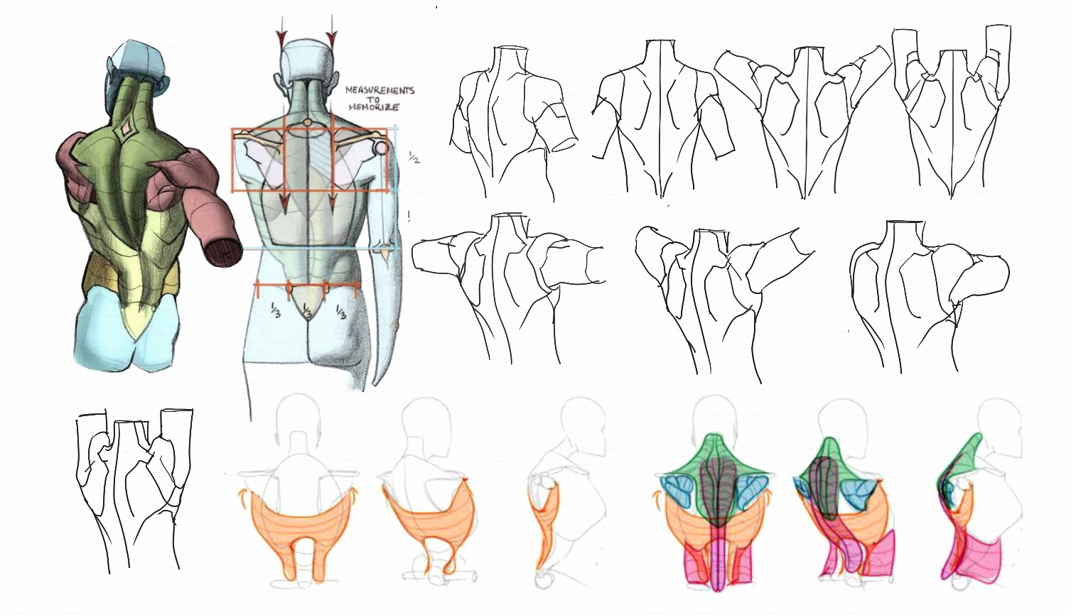 Character Anatomy Back
