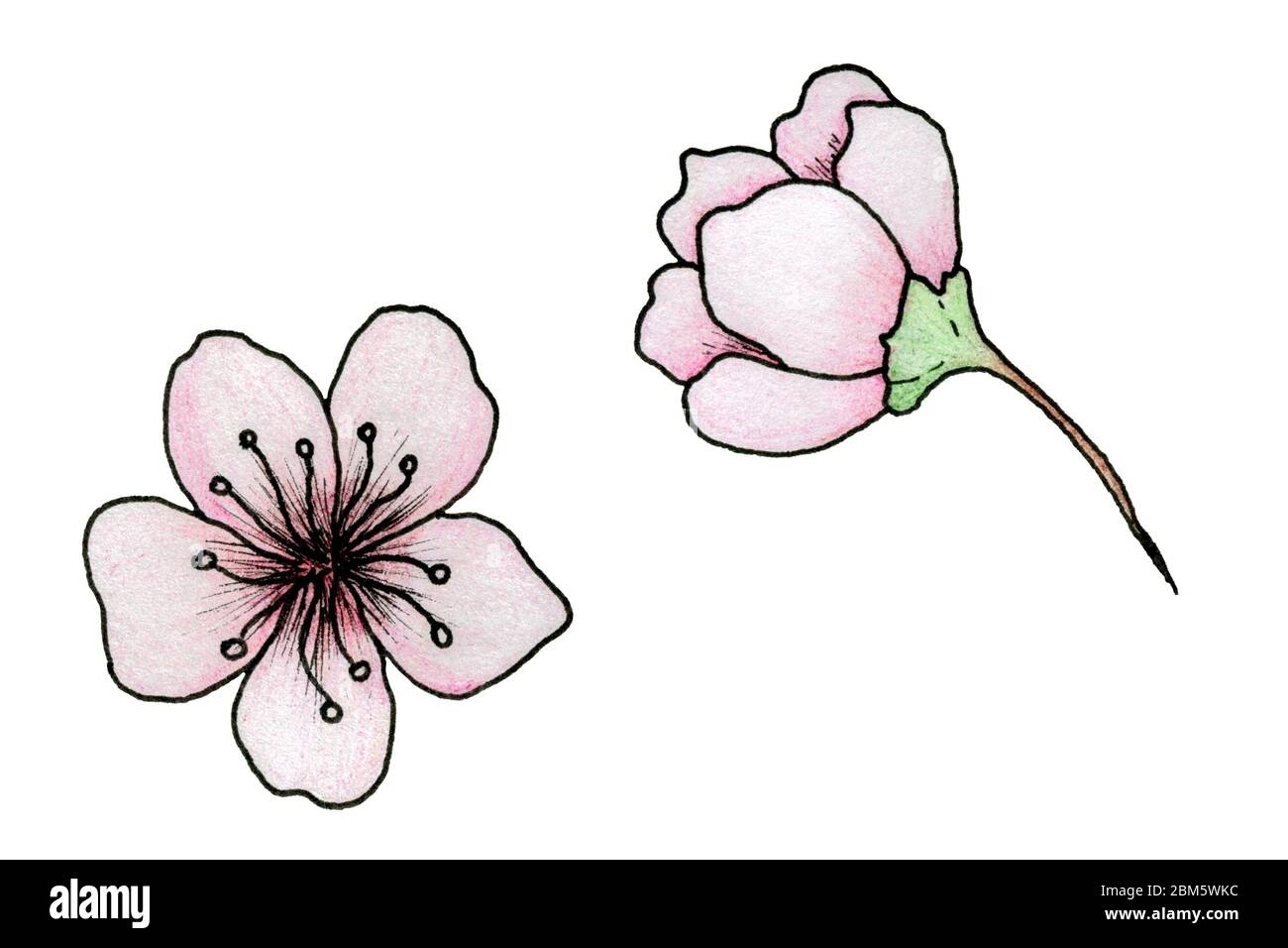 sakura flower drawing