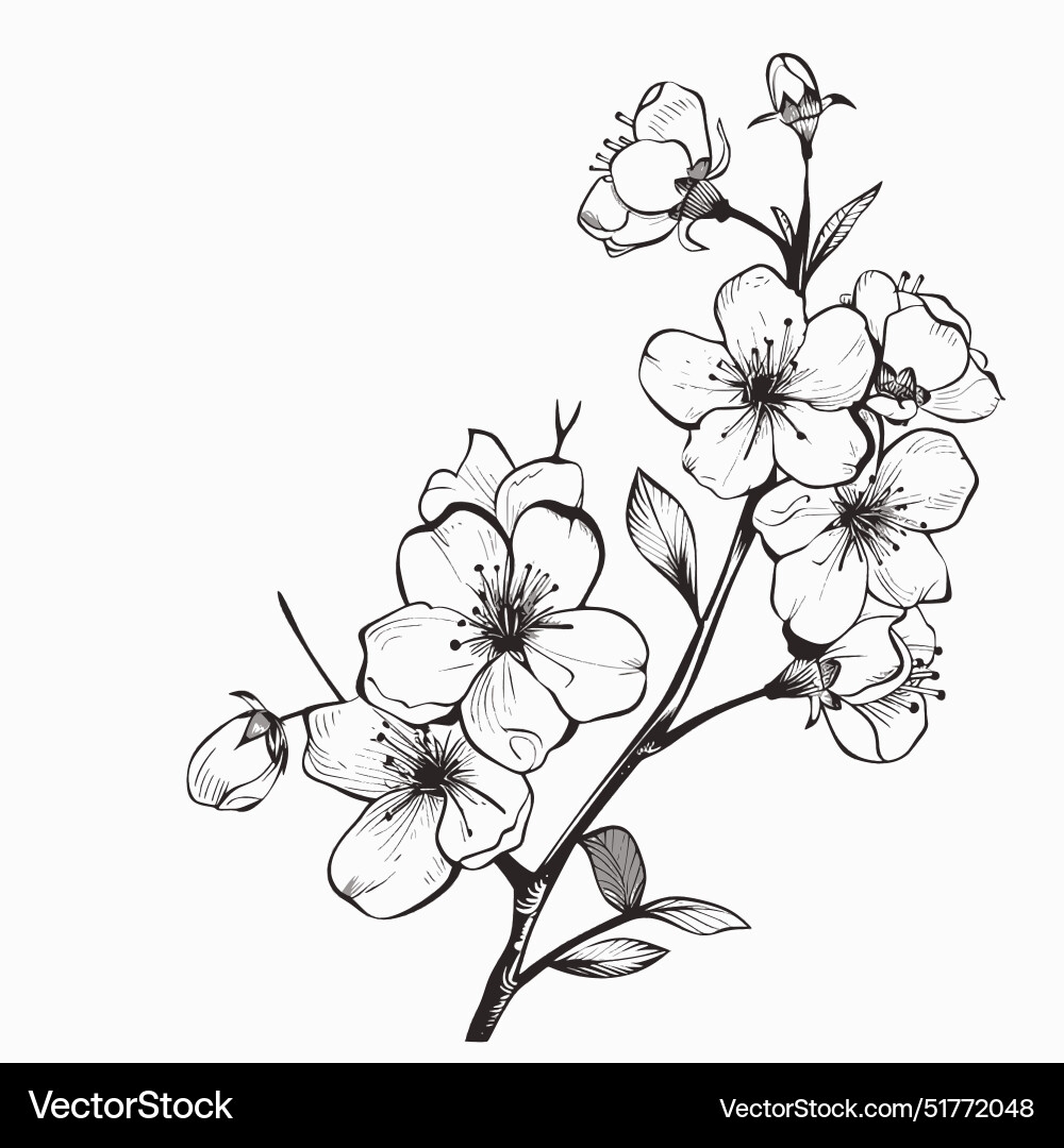 Cherry Blossom Png Svg Eps Line Drawing Royalty Free Vector