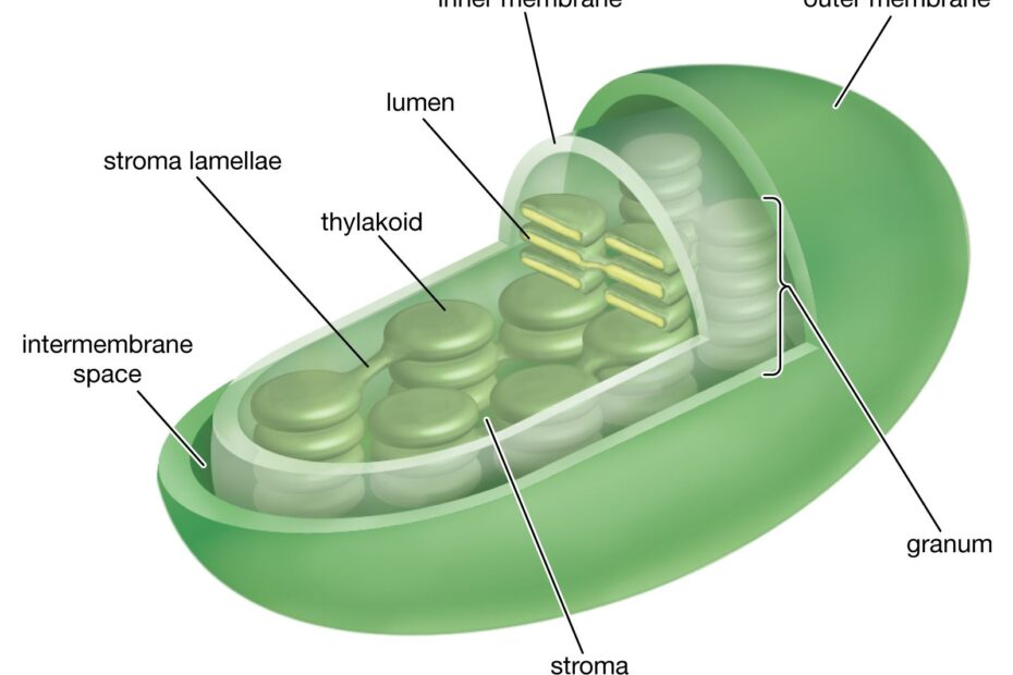 Chloroplast Definition Function Structure Location U0026 Diagram Britannica