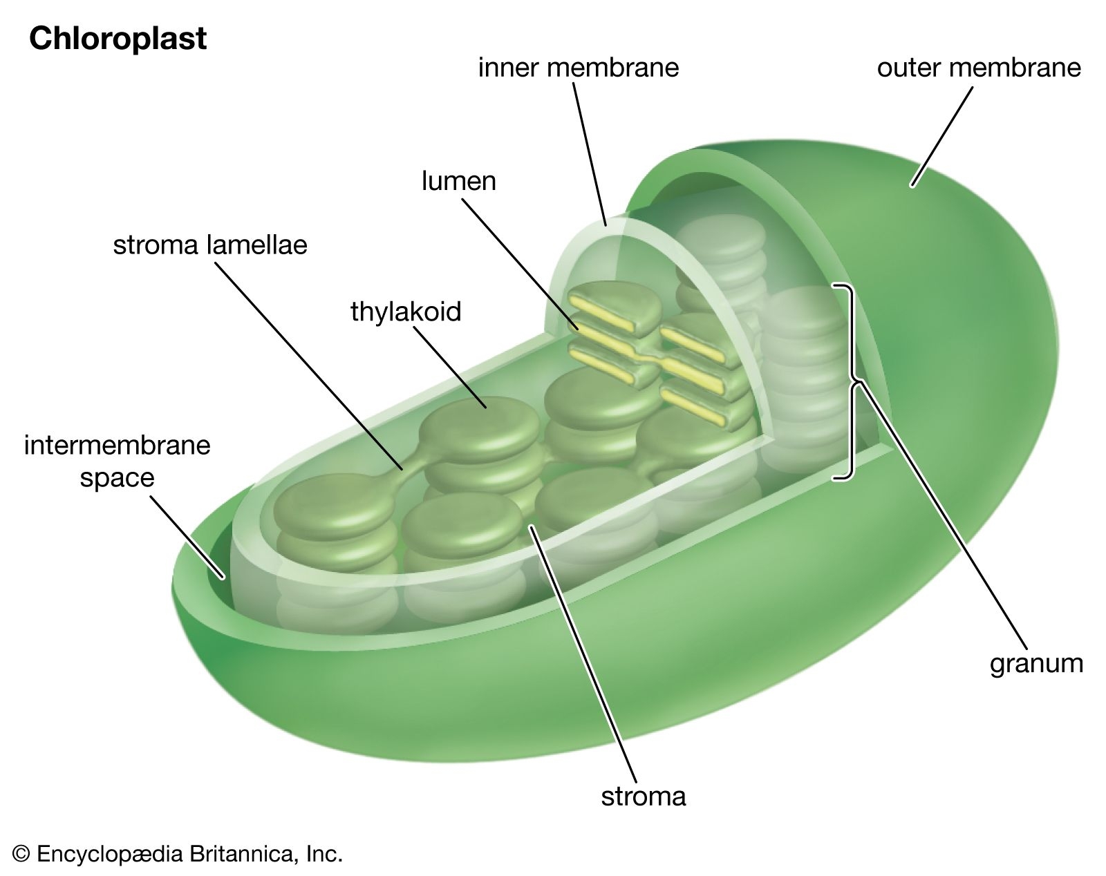 Chloroplast Definition Function Structure Location U0026 Diagram Britannica