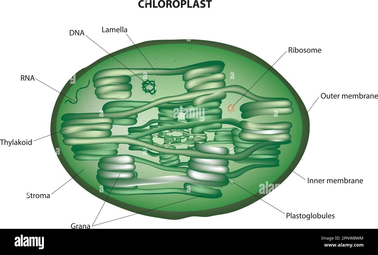 Chloroplast Labelled Hi res Stock Photography And Images Alamy