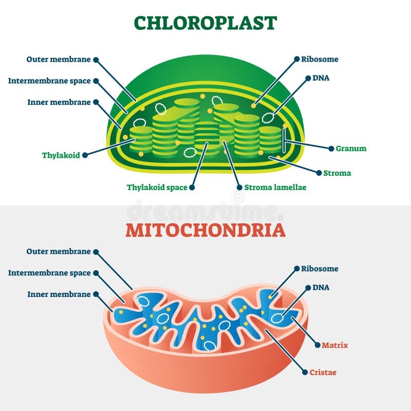 Chloroplast Vs Mitochondria Vector Illustration Labeled Structure Scheme Stock Vector Illustration Of Handout Design 181738253
