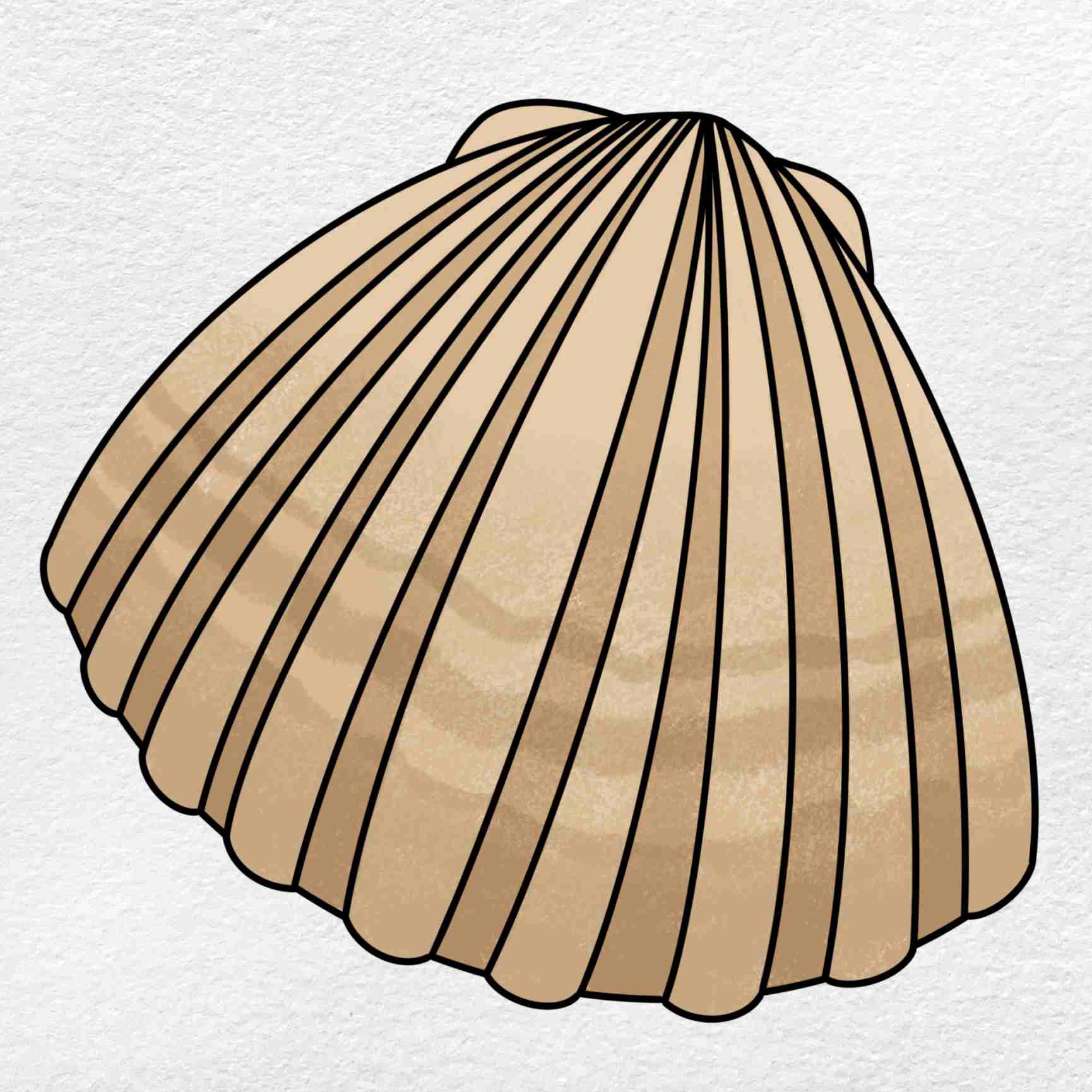 Clam Drawing HelloArtsy