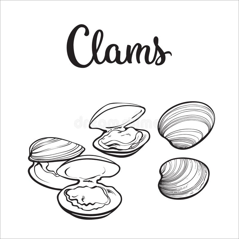 clam drawing