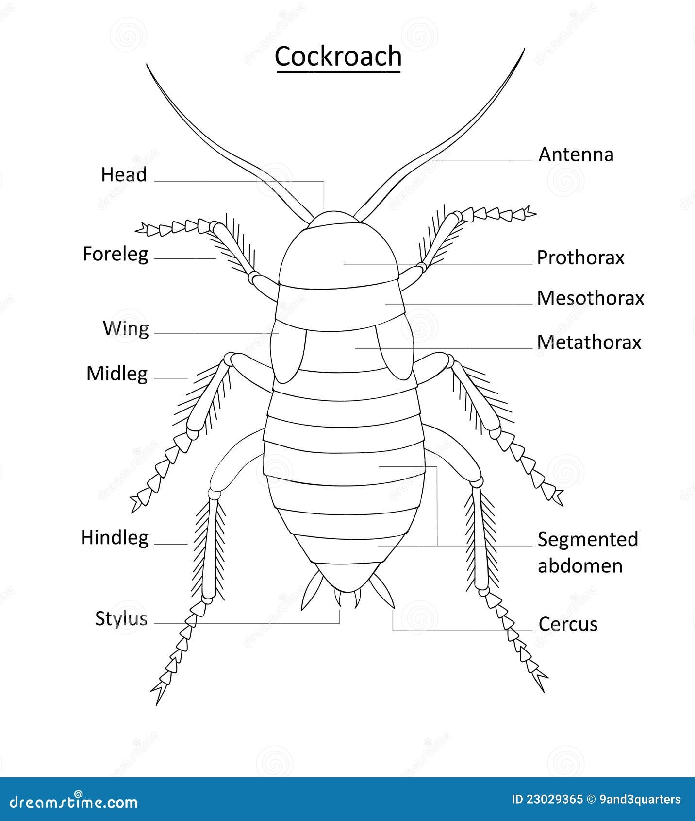 Cockroach Anatomy Line Art With Labels On White Stock Vector Illustration Of Pest Plague 23029365