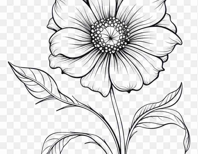 Color Pencil Drawing Flower Images Free Photos PNG Stickers Wallpapers U0026 Backgrounds Rawpixel