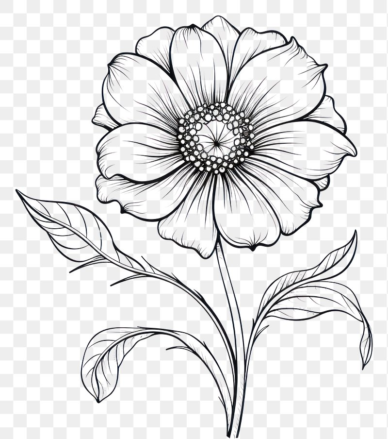 Color Pencil Drawing Flower Images Free Photos PNG Stickers Wallpapers U0026 Backgrounds Rawpixel