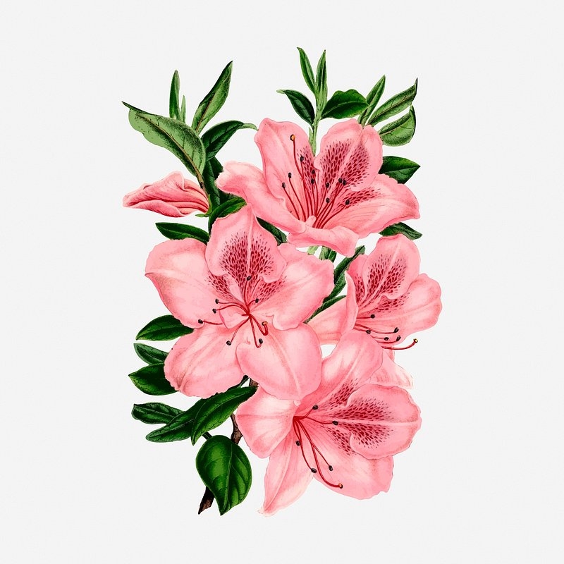 Color Pencil Drawing Flower Images Free Photos PNG Stickers Wallpapers U0026 Backgrounds Rawpixel