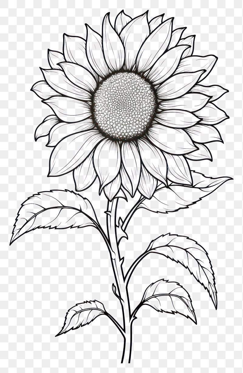 drawing of flower