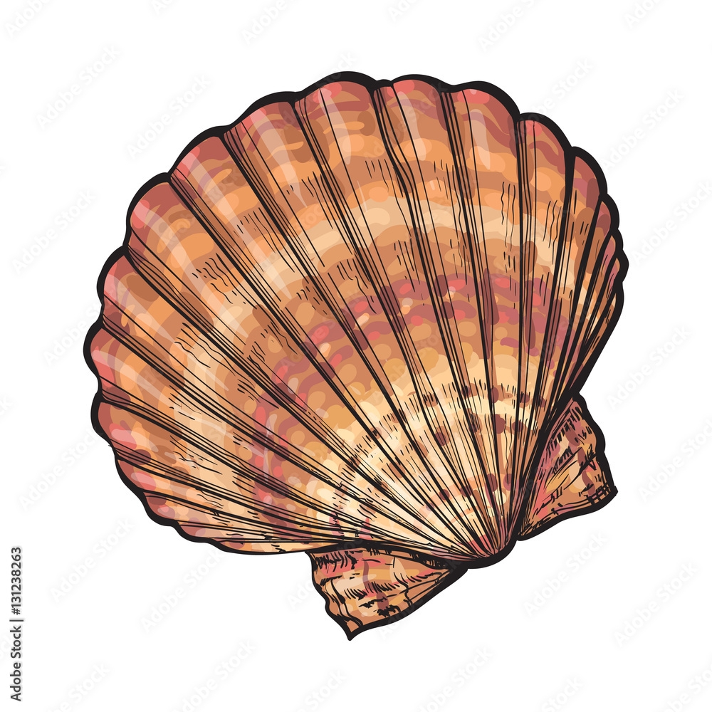Colorful Scallop Sea Shell Sketch Style Vector Illustration 
