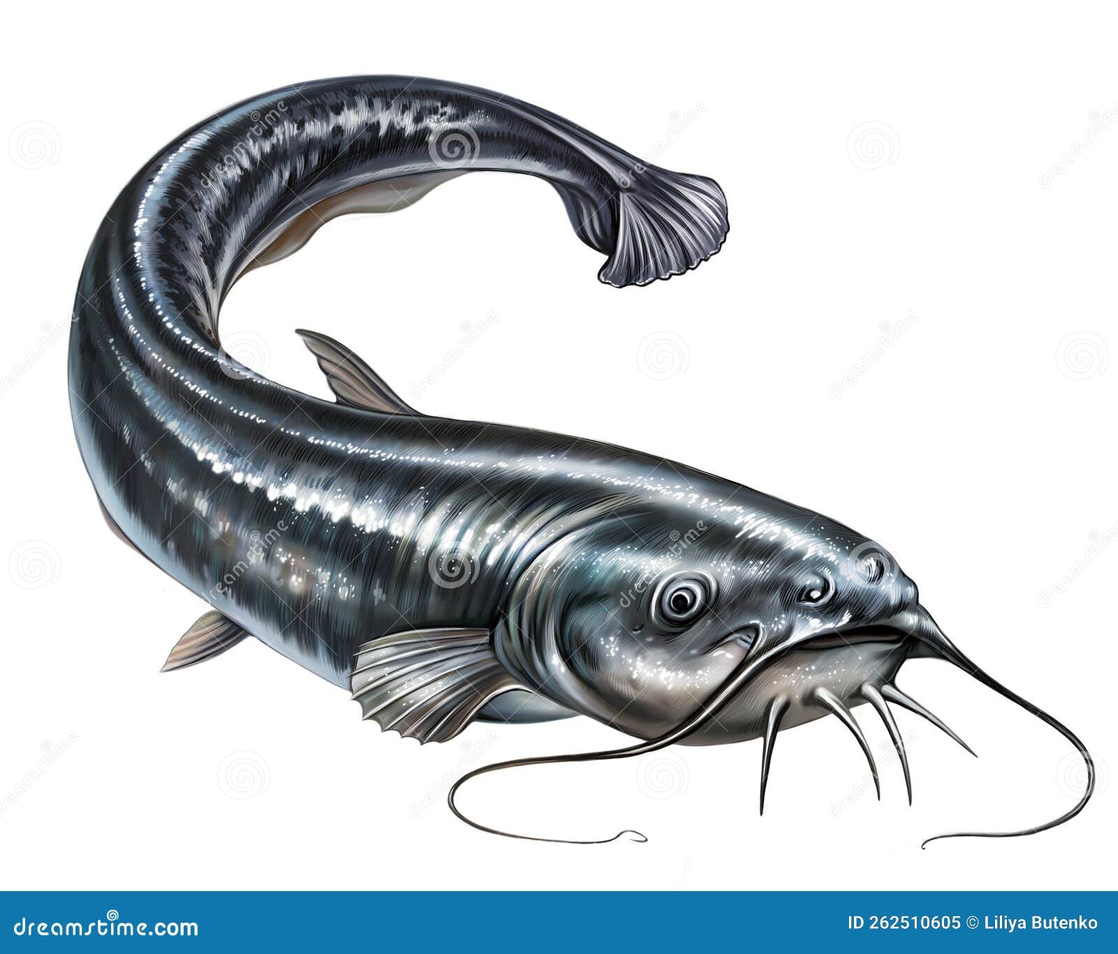 catfish drawing