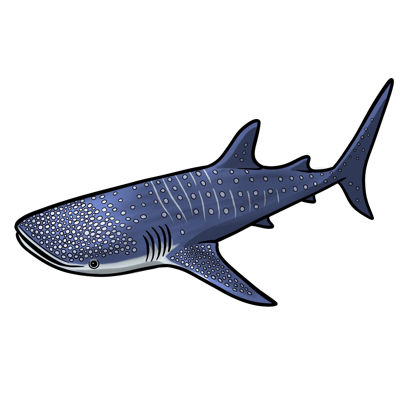 Complete Guide On How To Draw A Whale Shark