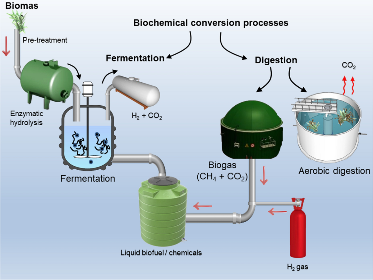 Conversion Of Biomass To Biofuels And Life Cycle Assessment A 