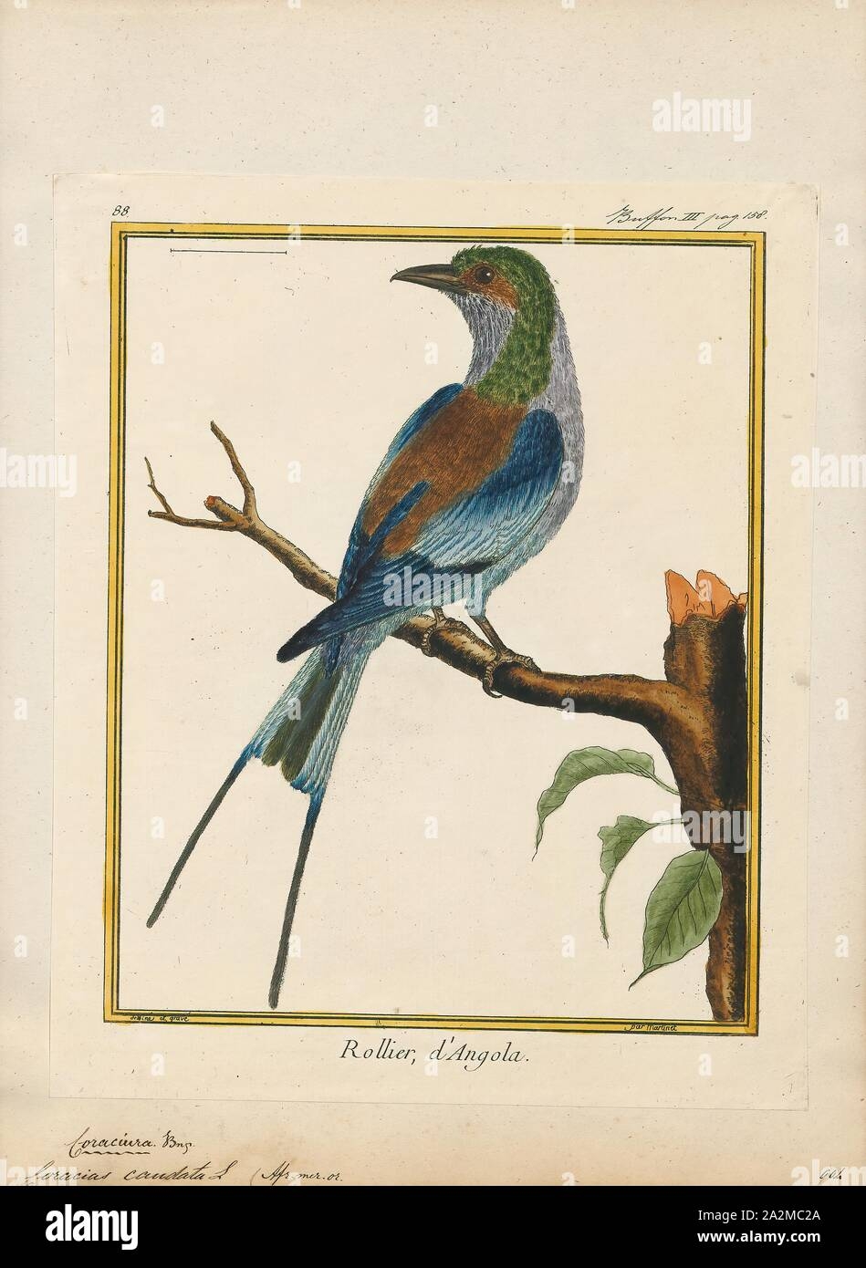 Coracias Caudata Print The Lilac breasted Roller Coracias Caudatus Is An African Member Of The Roller or Coraciidae Family Of Birds It Is Widely Distributed In Sub Saharan Africa And Is A Vagrant To