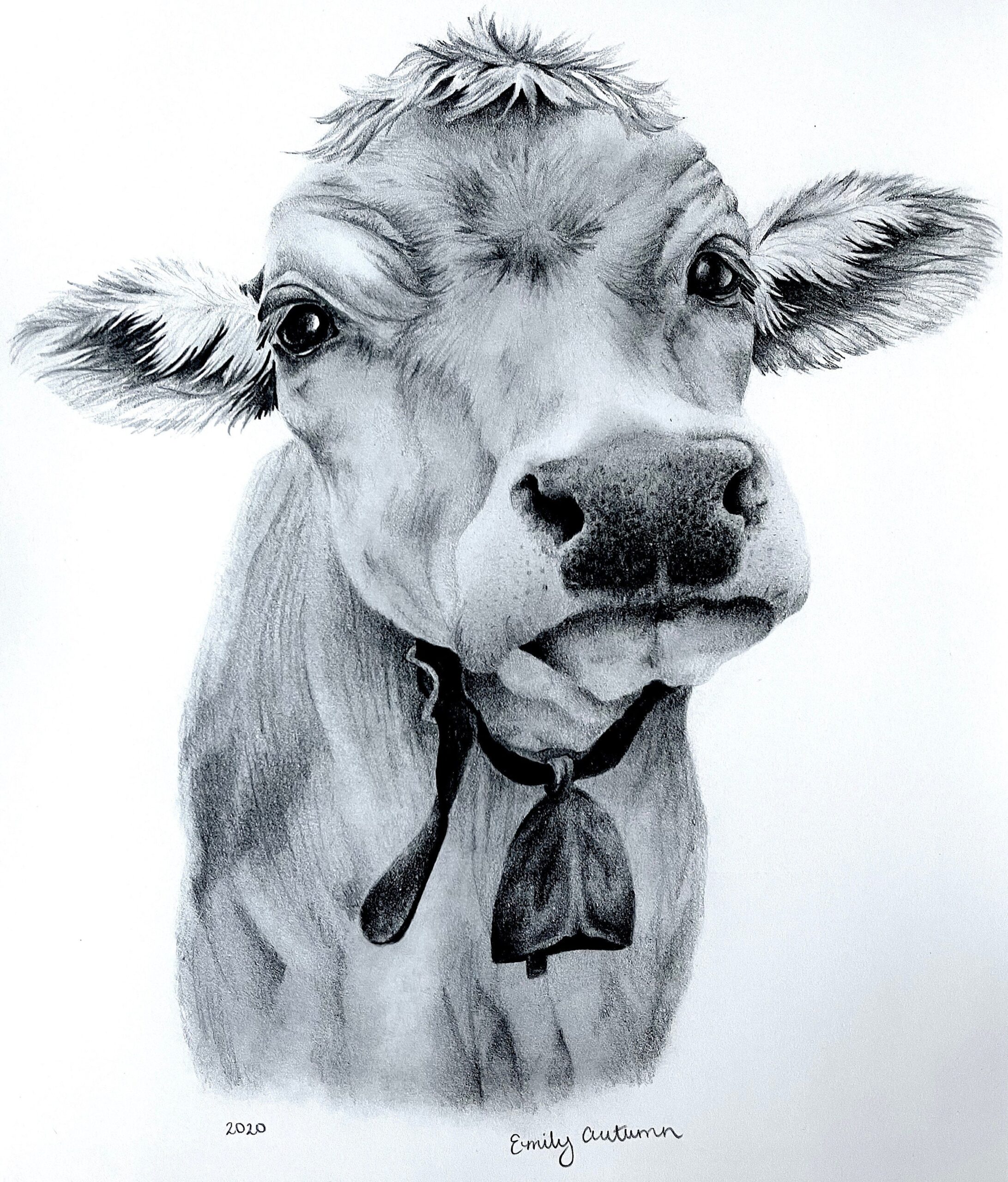 Cow Drawing Etsy
