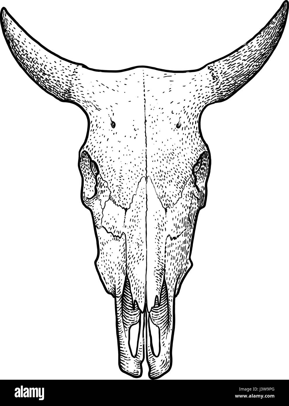 Cow Skull Outline Black And White Stock Photos U0026 Images Alamy