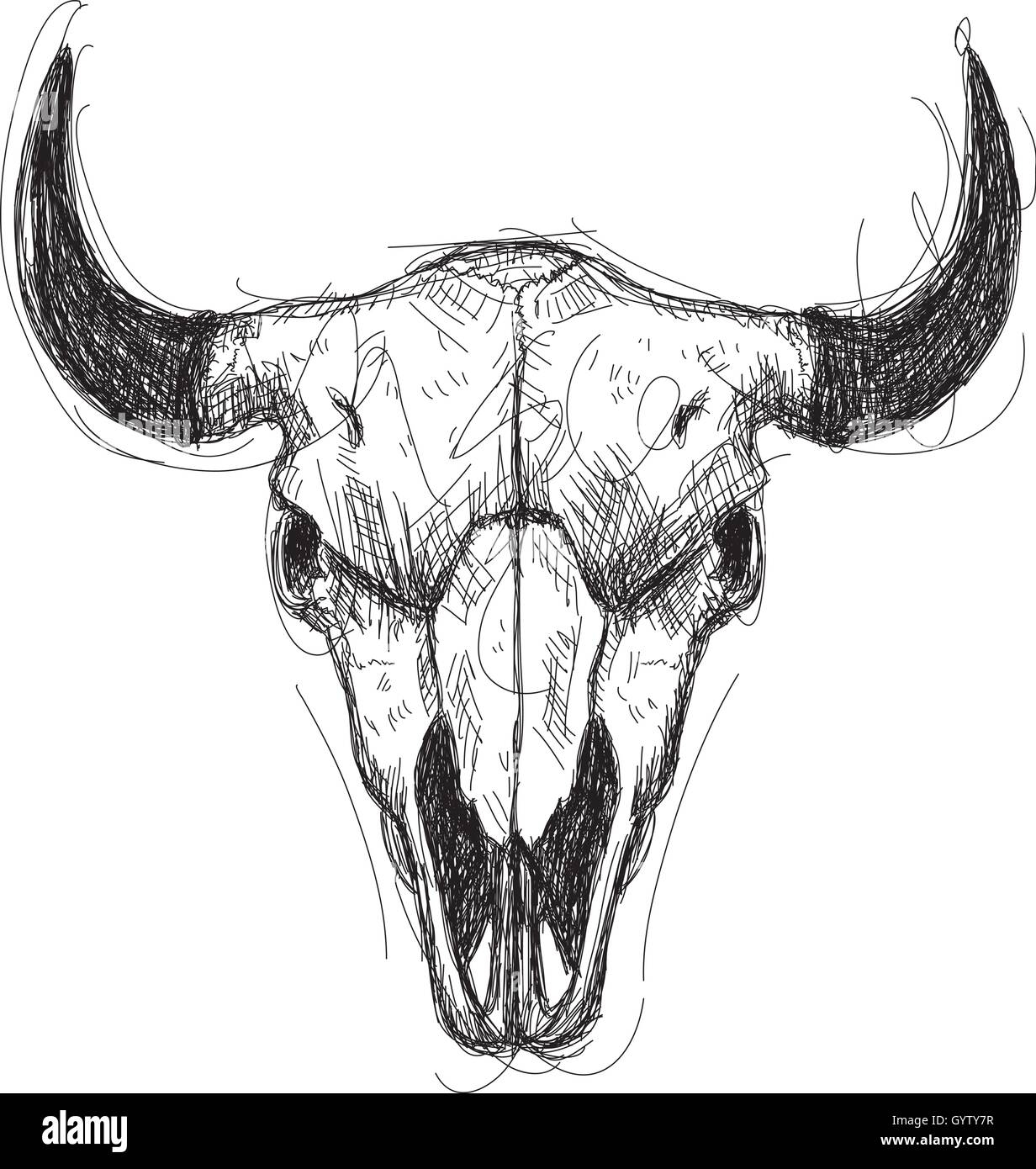 Cow Skull Sketch Stock Vector Image U0026 Art Alamy