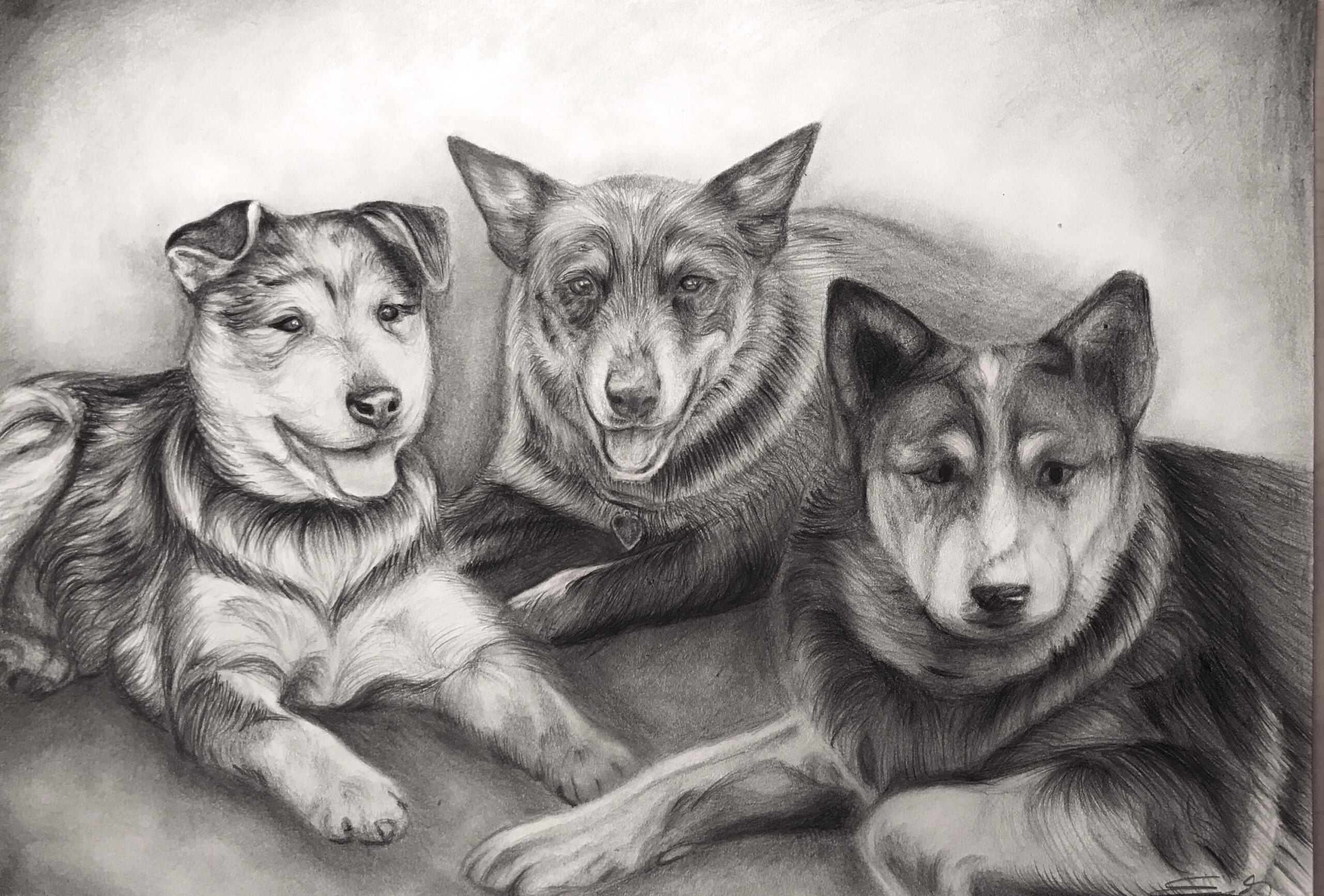 Custom Realistic Pet Portrait Drawing Dog Lovers Present Pet Memorial Dog Owners Gift Puppies Drawing Coloured Pencil Sketch
