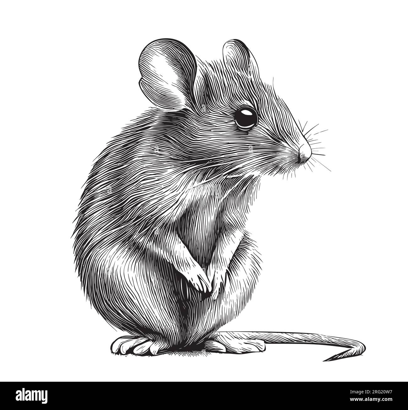 Cute Mouse Hand Drawn Sketch Illustration Wild Rodents Stock 