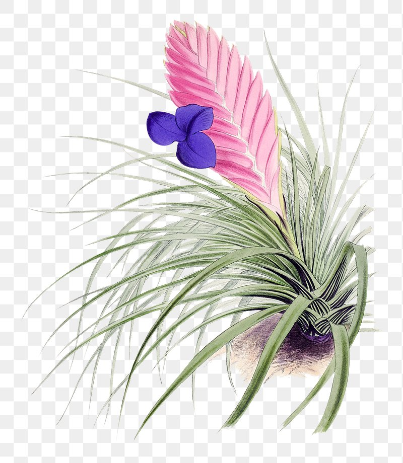 Cyanea Images Free Photos PNG Stickers Wallpapers 