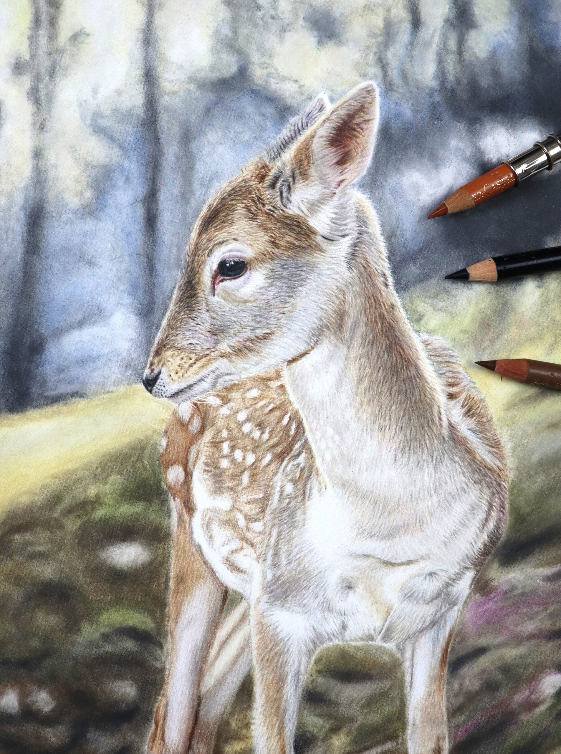 deer drawing
