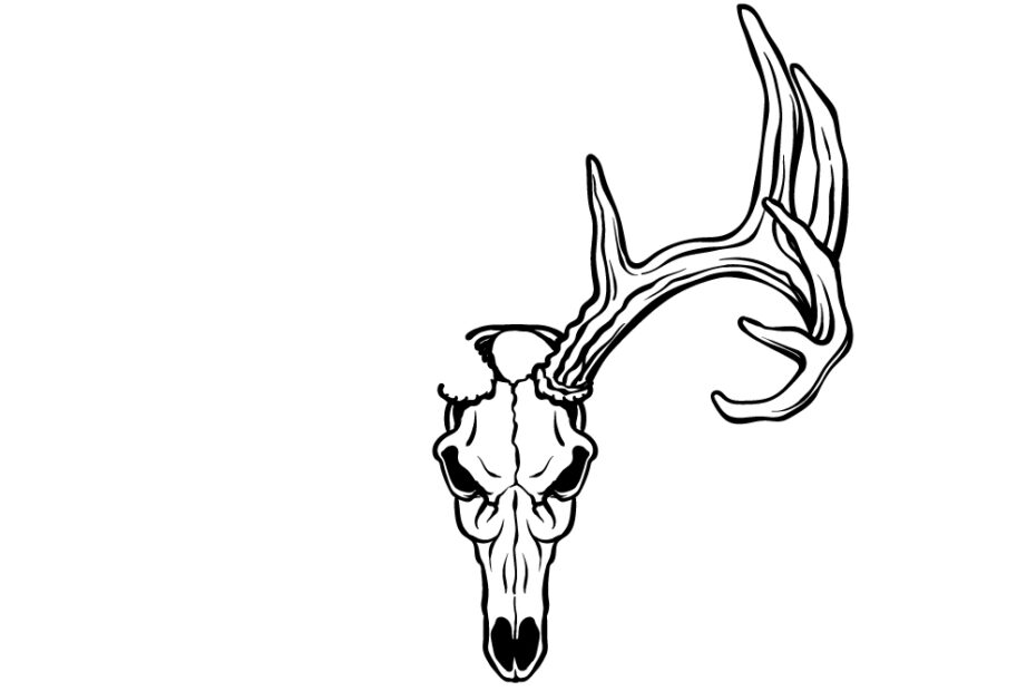 Deer Skull Drawing How To Draw A Deer Skull Step By Step