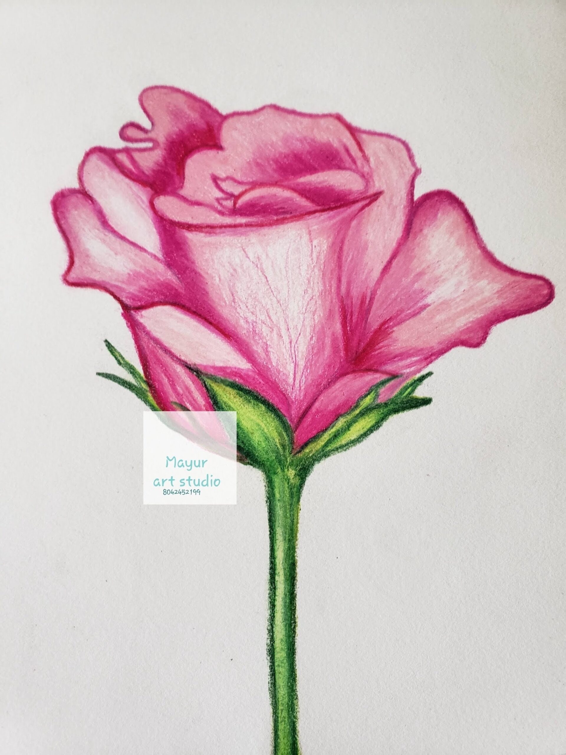 Delicate Rose Flower Bud Sketch Original Color Pencil Art pink 