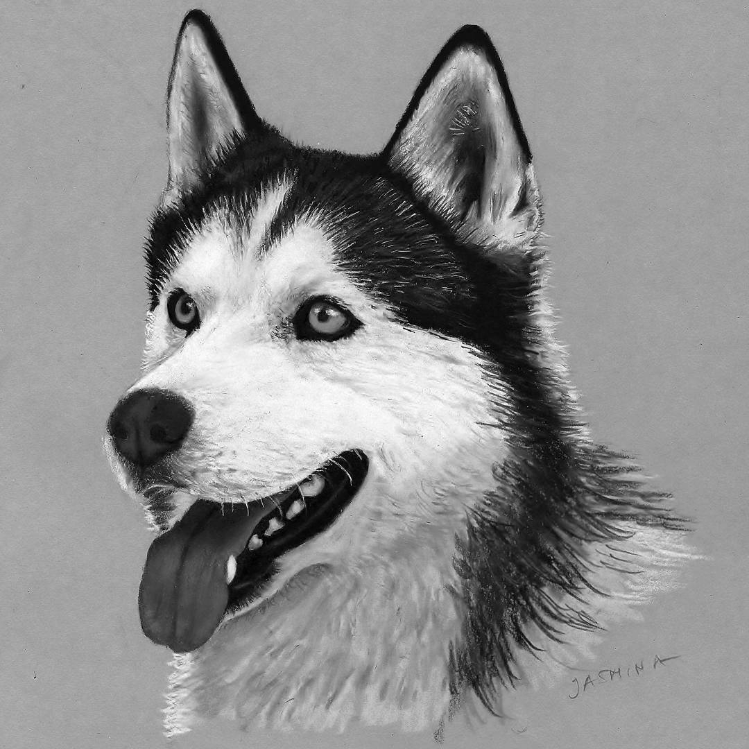 Design Stack A Blog About Art Design And Architecture Realistic Animal Portraits With Colored Pencils