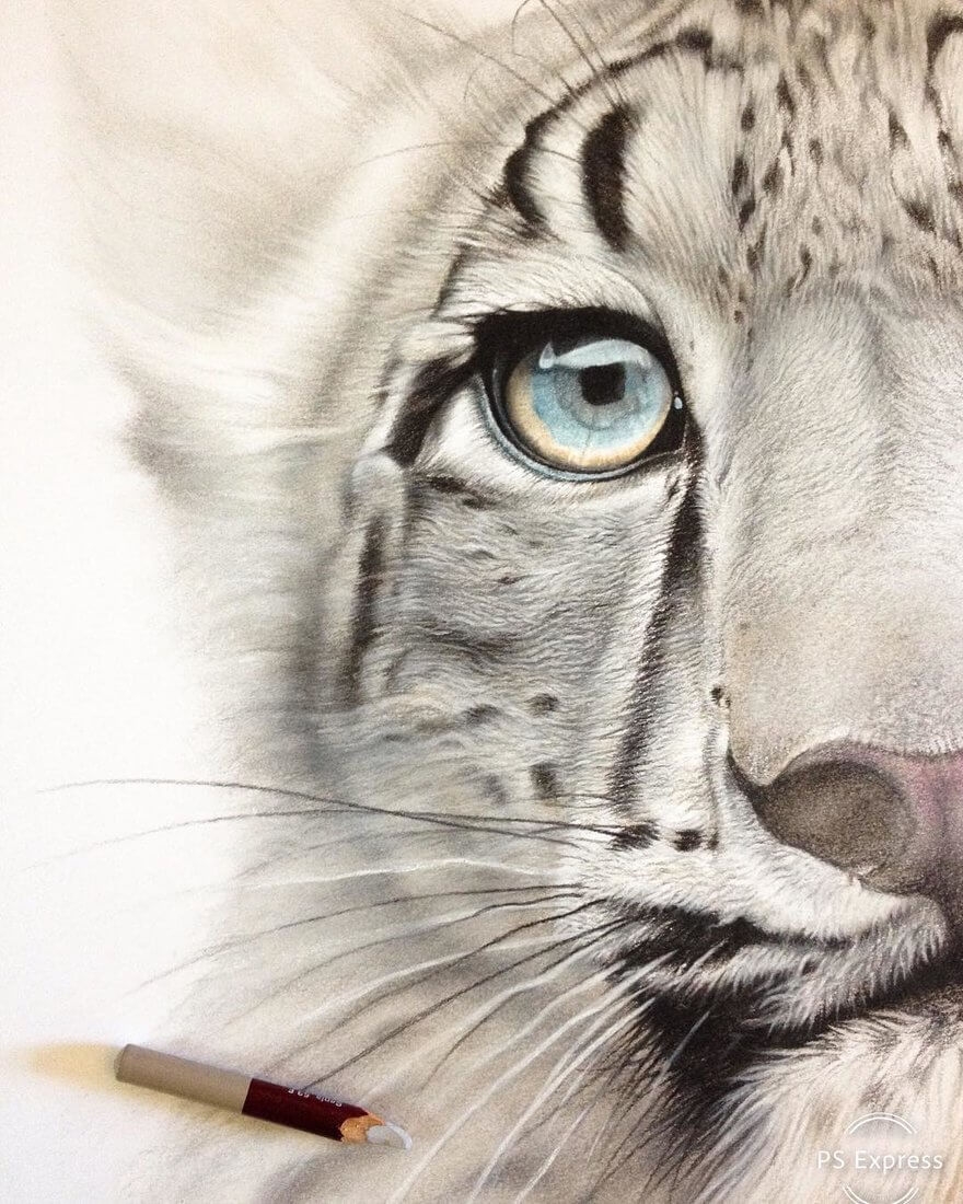 Design Stack A Blog About Art Design And Architecture Realistic Wildlife Animal Drawings