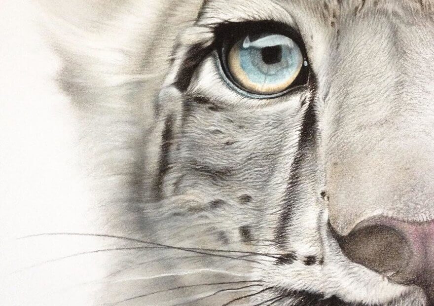 Design Stack A Blog About Art Design And Architecture Realistic Wildlife Animal Drawings