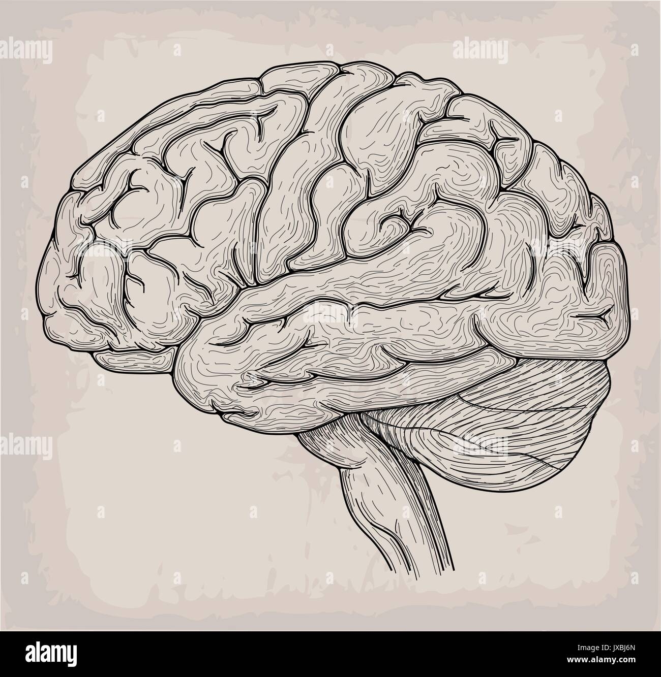 Detailed Brain Drawing Hi res Stock Photography And Images Alamy