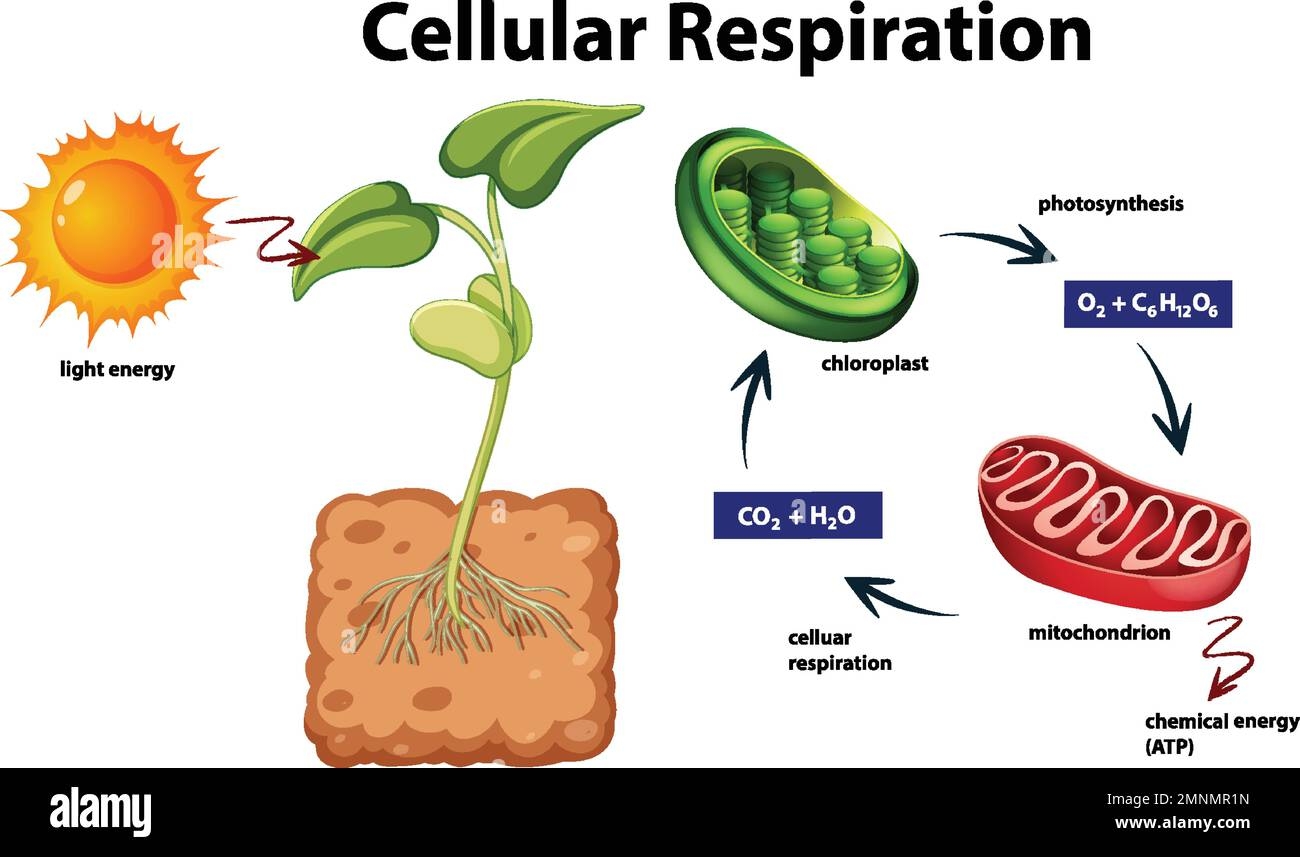 Diagram Showing Cellular Respiration Illustration Stock Vector Image U0026 Art Alamy