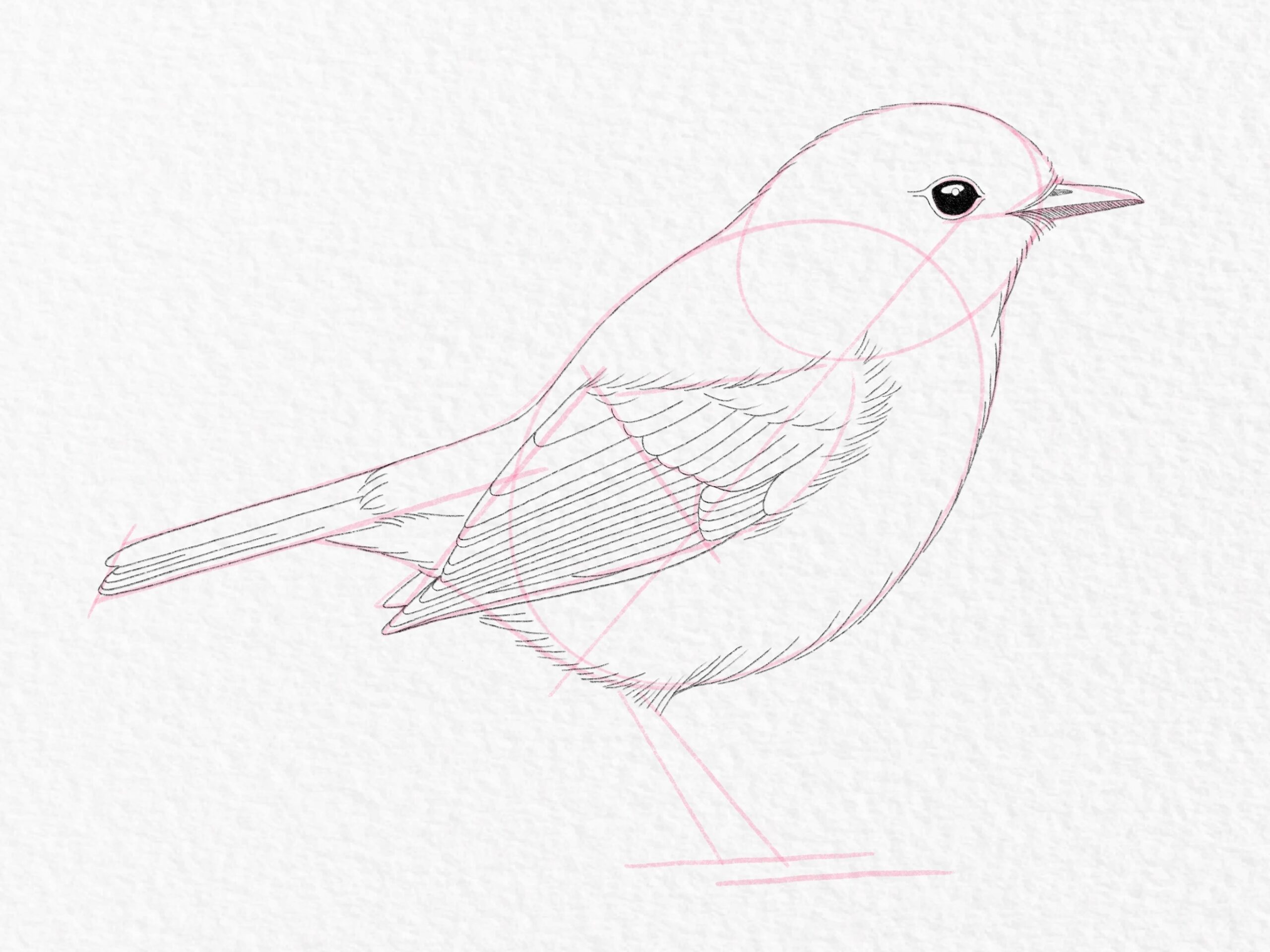 easy bird drawing