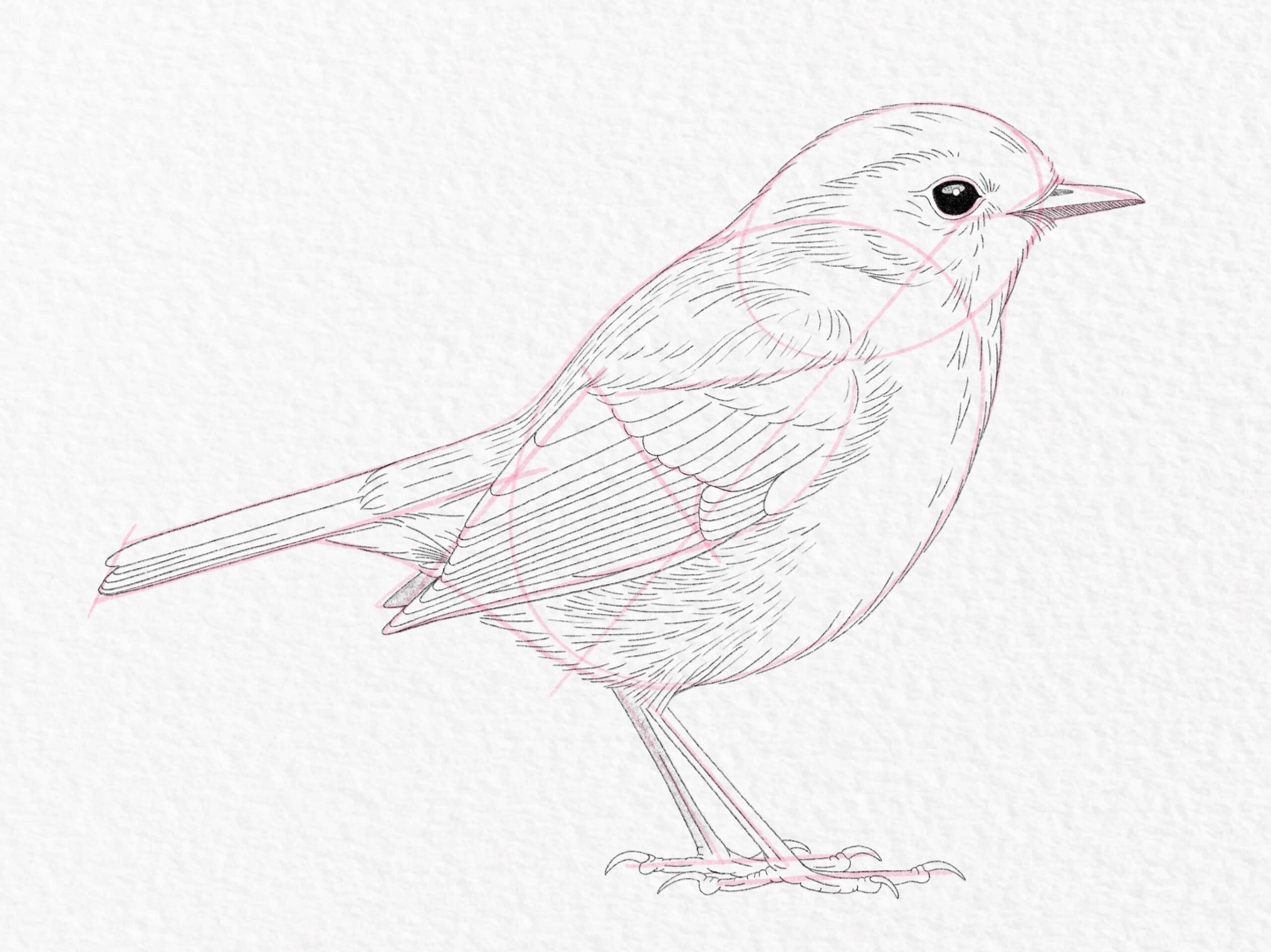 Discover How To Draw A Bird With These Simple Steps Gathered