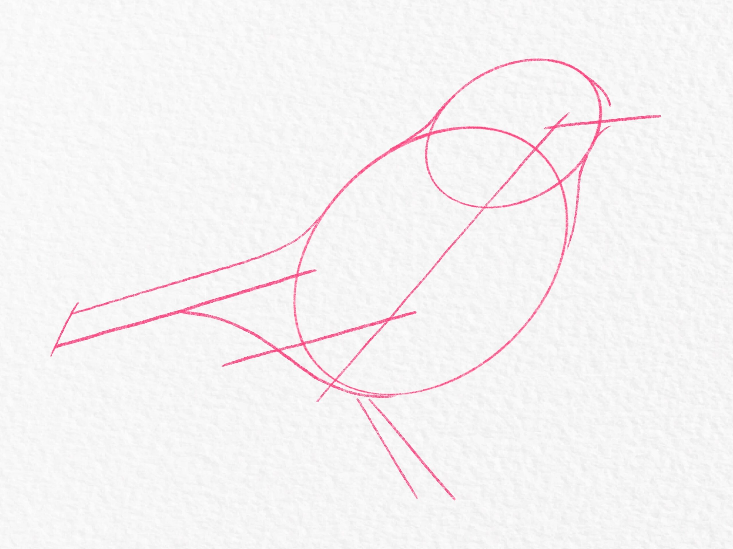 how to draw bird