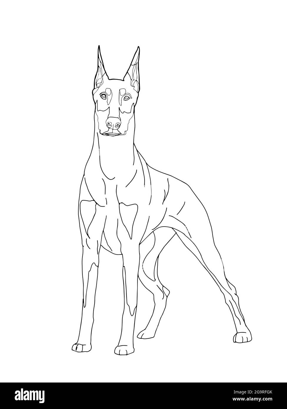 doberman drawing