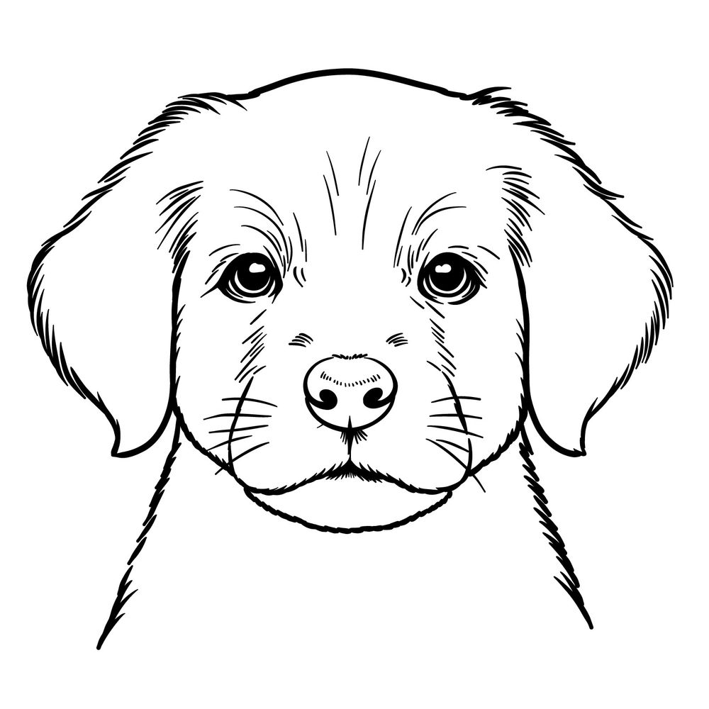 sketch drawings of dogs