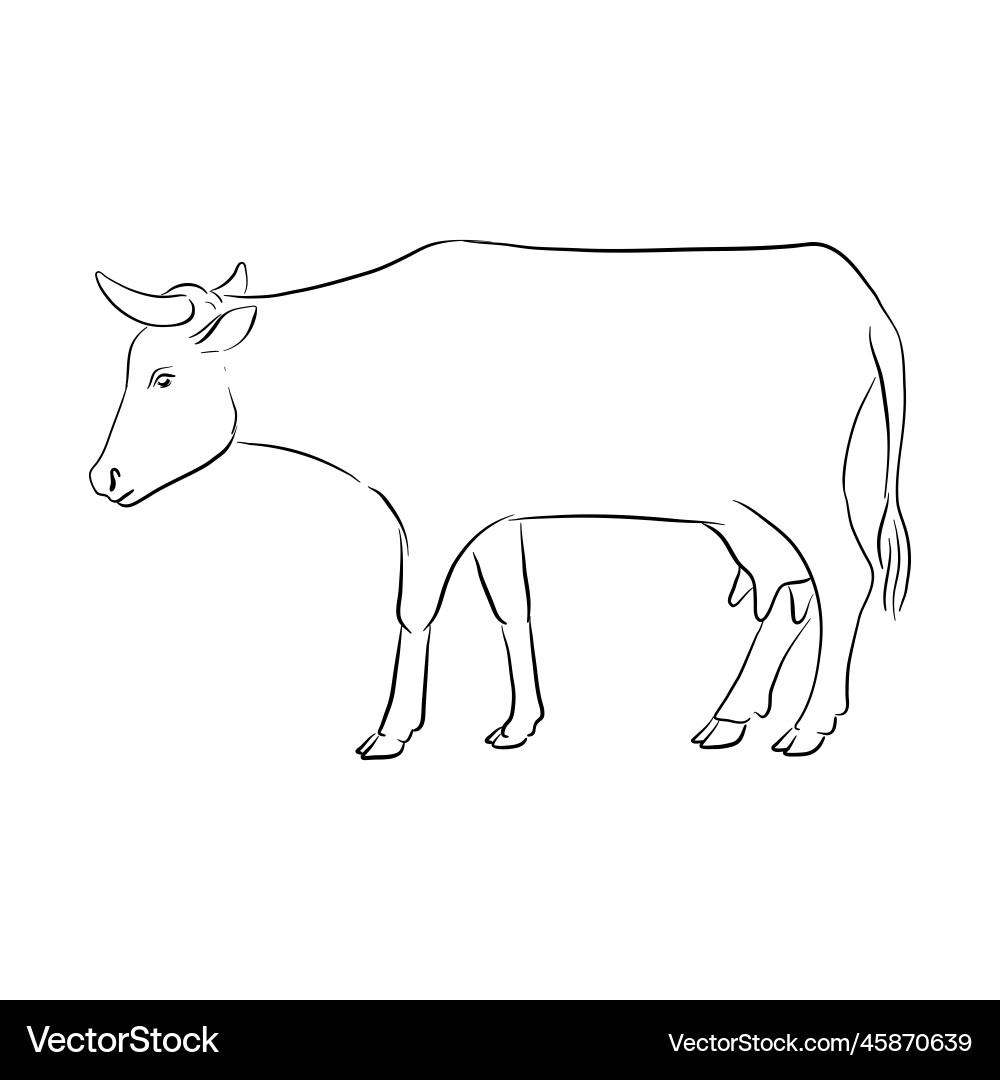 drawing of cattle