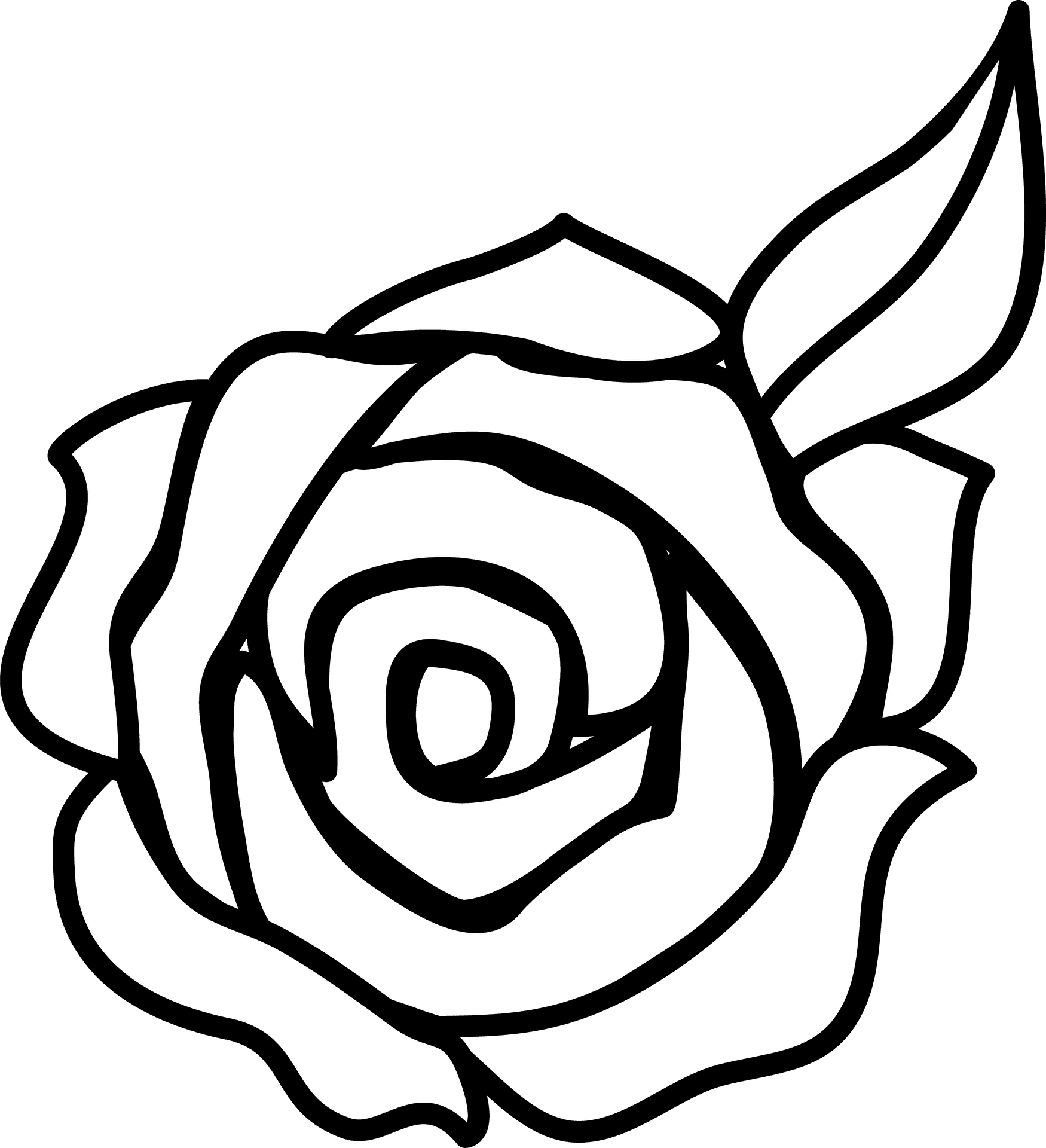 rose line drawing