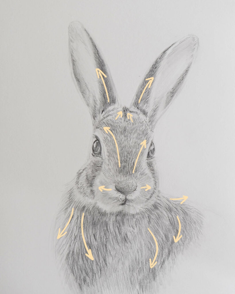 draw a rabbit
