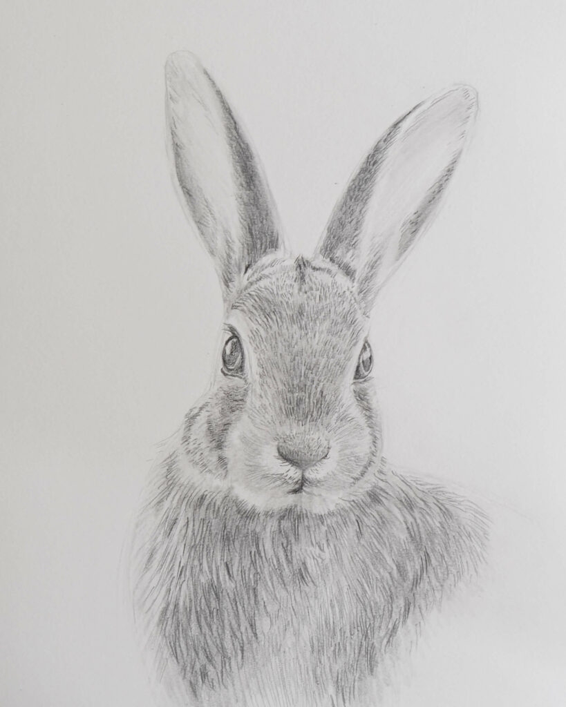Draw A Rabbit With Pencils Sabrina Hassler Illustration 