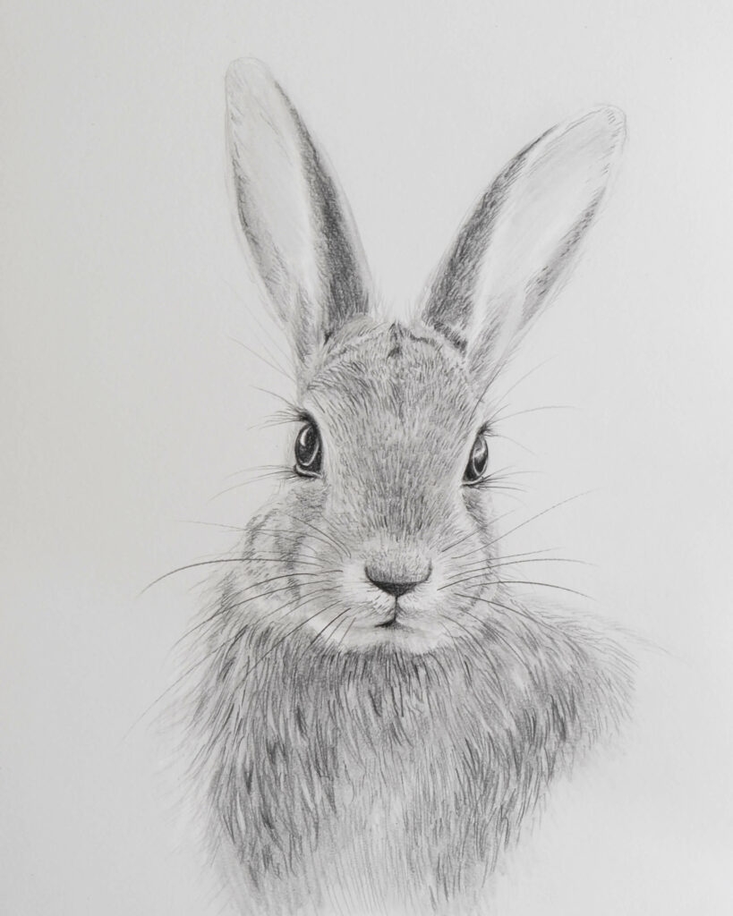 Draw A Rabbit With Pencils Sabrina Hassler Illustration 