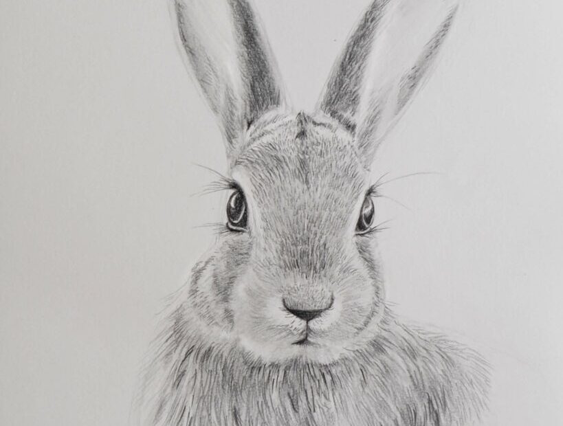 Draw A Rabbit With Pencils Sabrina Hassler Illustration