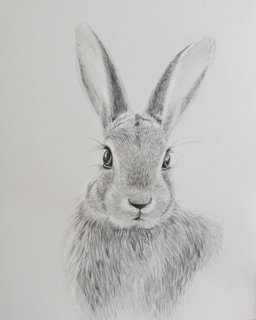 Draw A Rabbit With Pencils Sabrina Hassler Illustration 