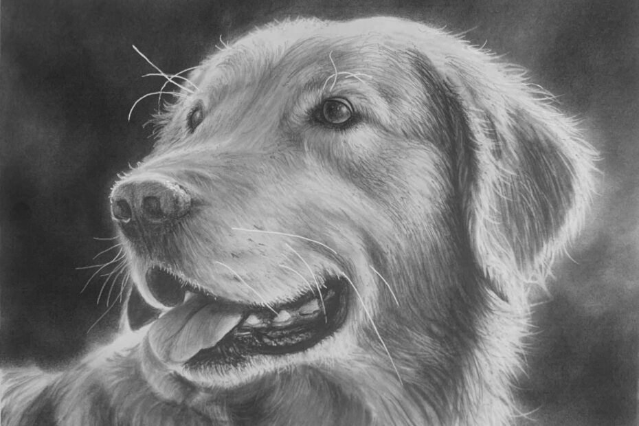 Draw A Realistic Golden Retriever