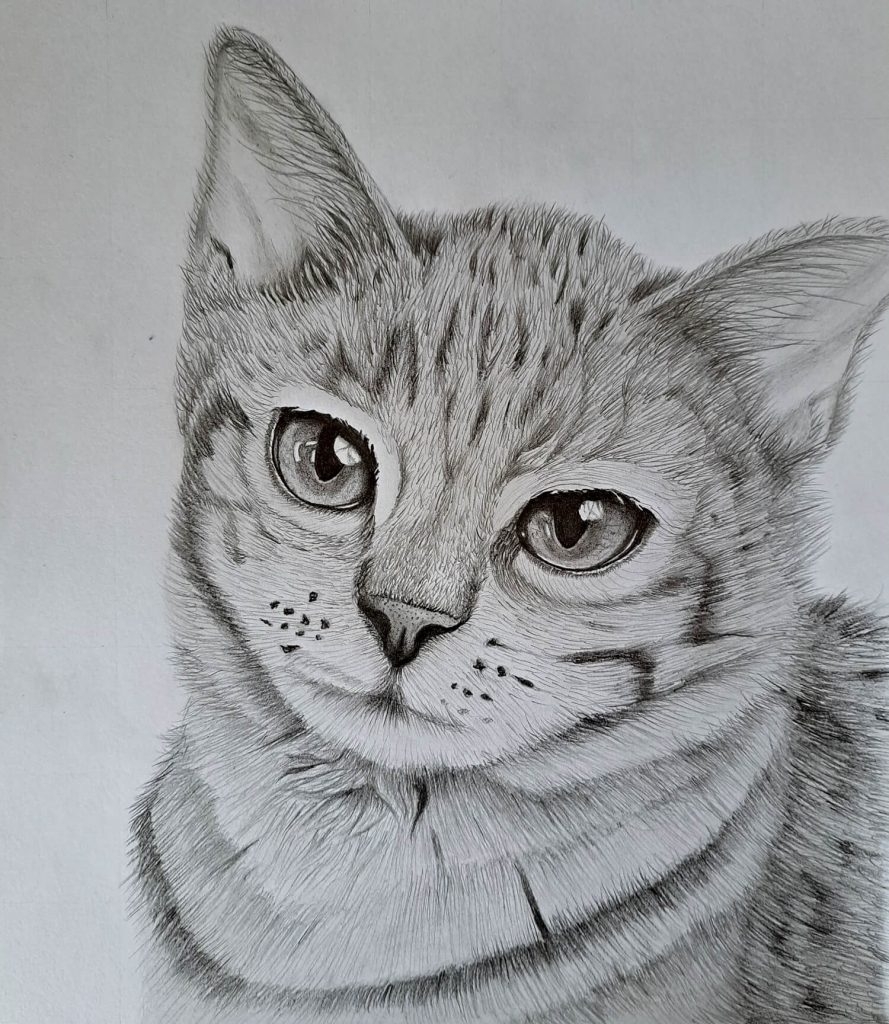 how do you draw a cat