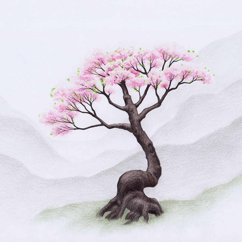 Drawing A Cherry Blossom Tree Sakura How to Art